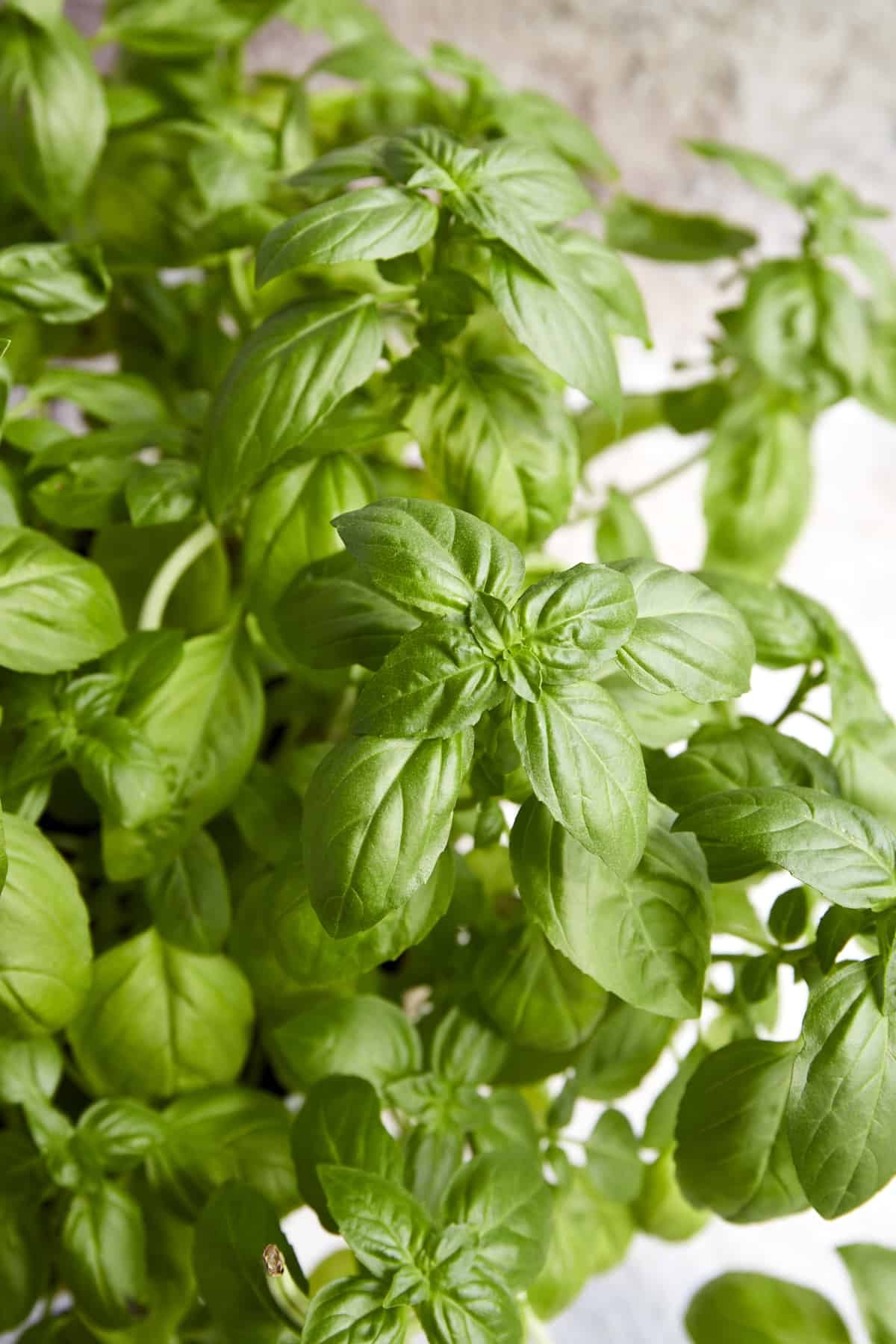 A fresh basil plant.