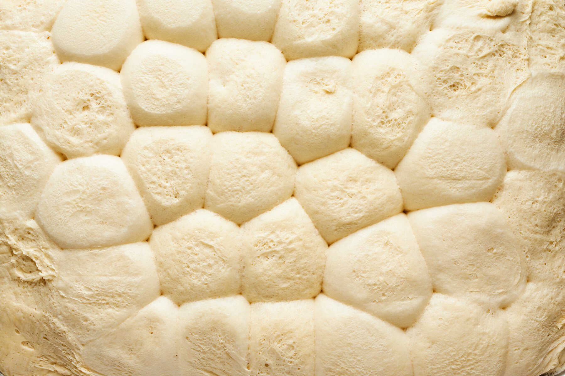 Dinner rolls rising.