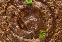 Zesty Turkish Ezme Spread
