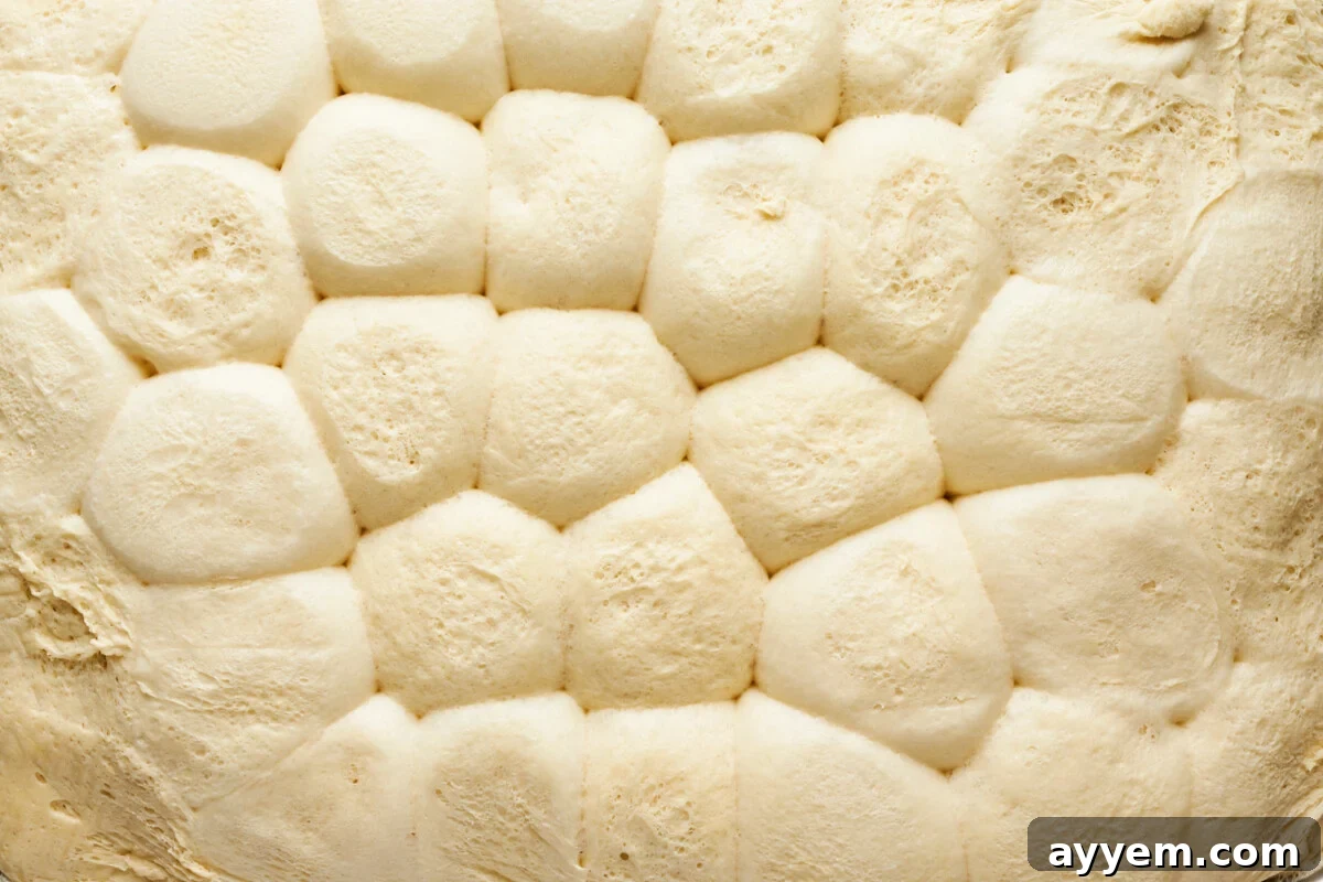 Dinner rolls rising on a sheet pan, covered.