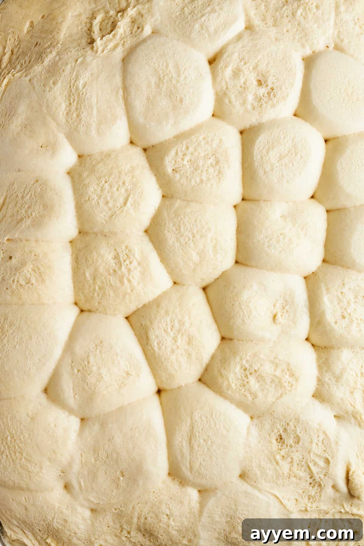 Fully risen dinner rolls on a baking sheet, ready for preparation.